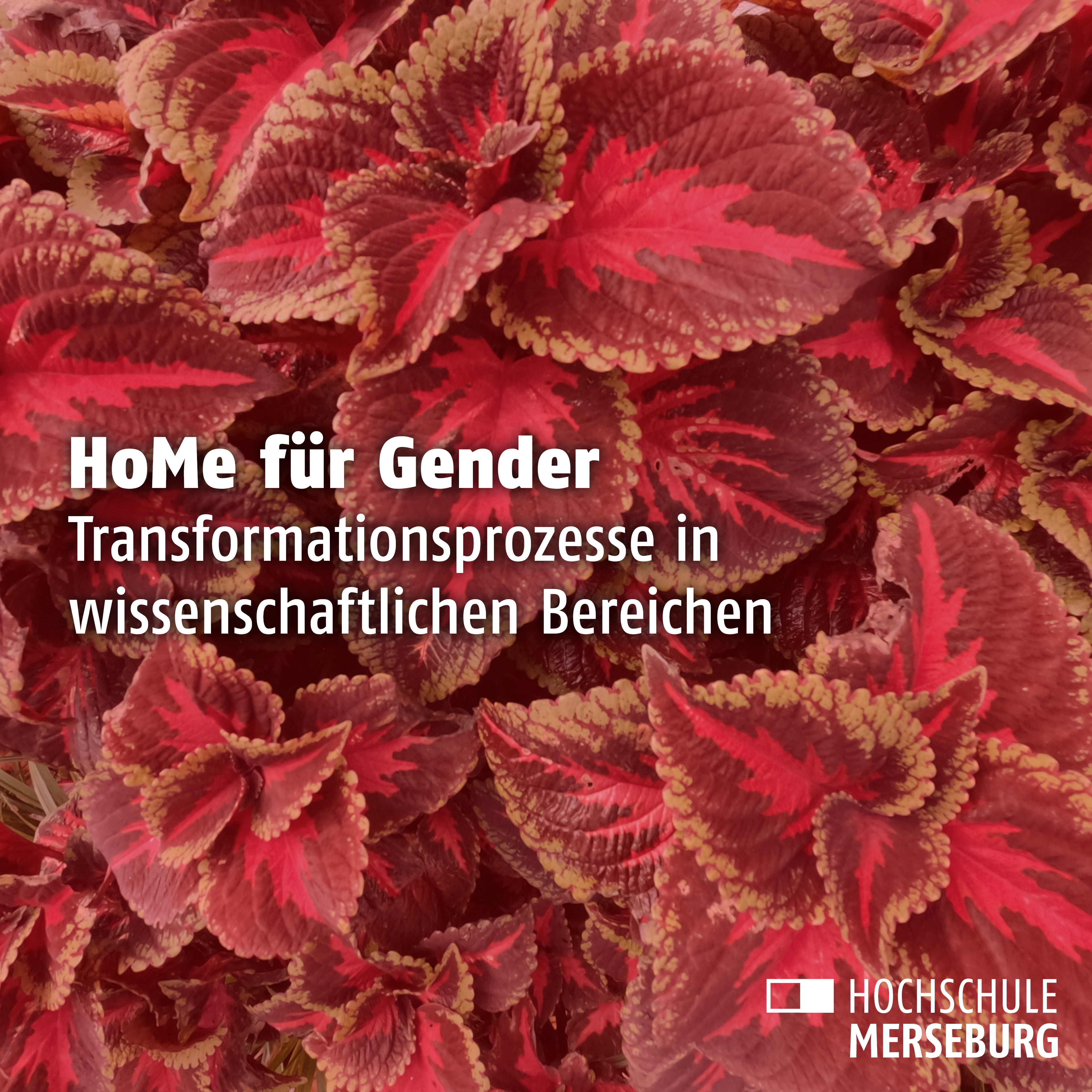 HoMe für Gender (Vorlesungsreihe)