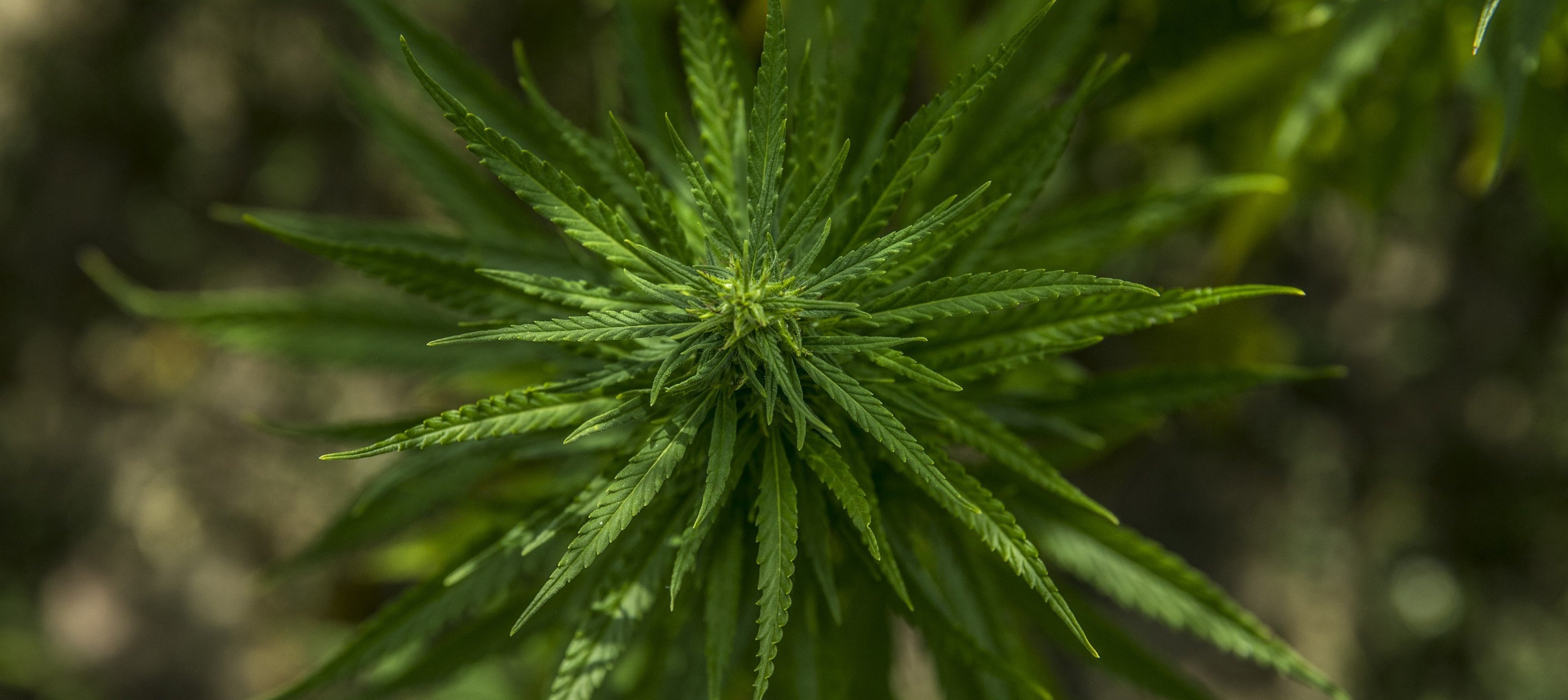 Nahaufnahme einer Hanfpflanze von oben, mit spitz zulaufenden, gezackten, grünen Blättern, die radial um die Pflanzenmitte angeordnet sind. Der Hintergrund ist unscharf, wodurch die Pflanze im Fokus steht.