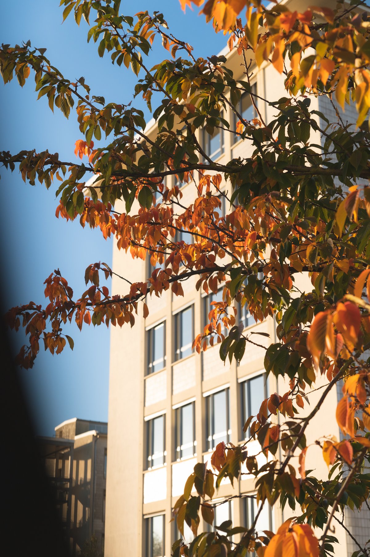 Hauptgebäude und Herbstblätter